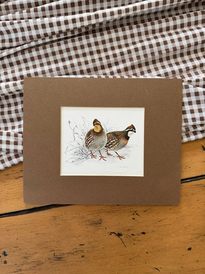 Quail Art Print with Brown Matting by Glen Loates