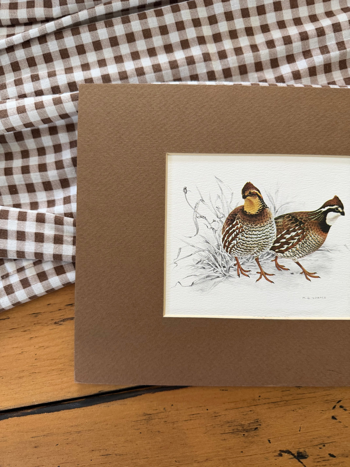 Quail Art Print with Brown Matting by Glen Loates