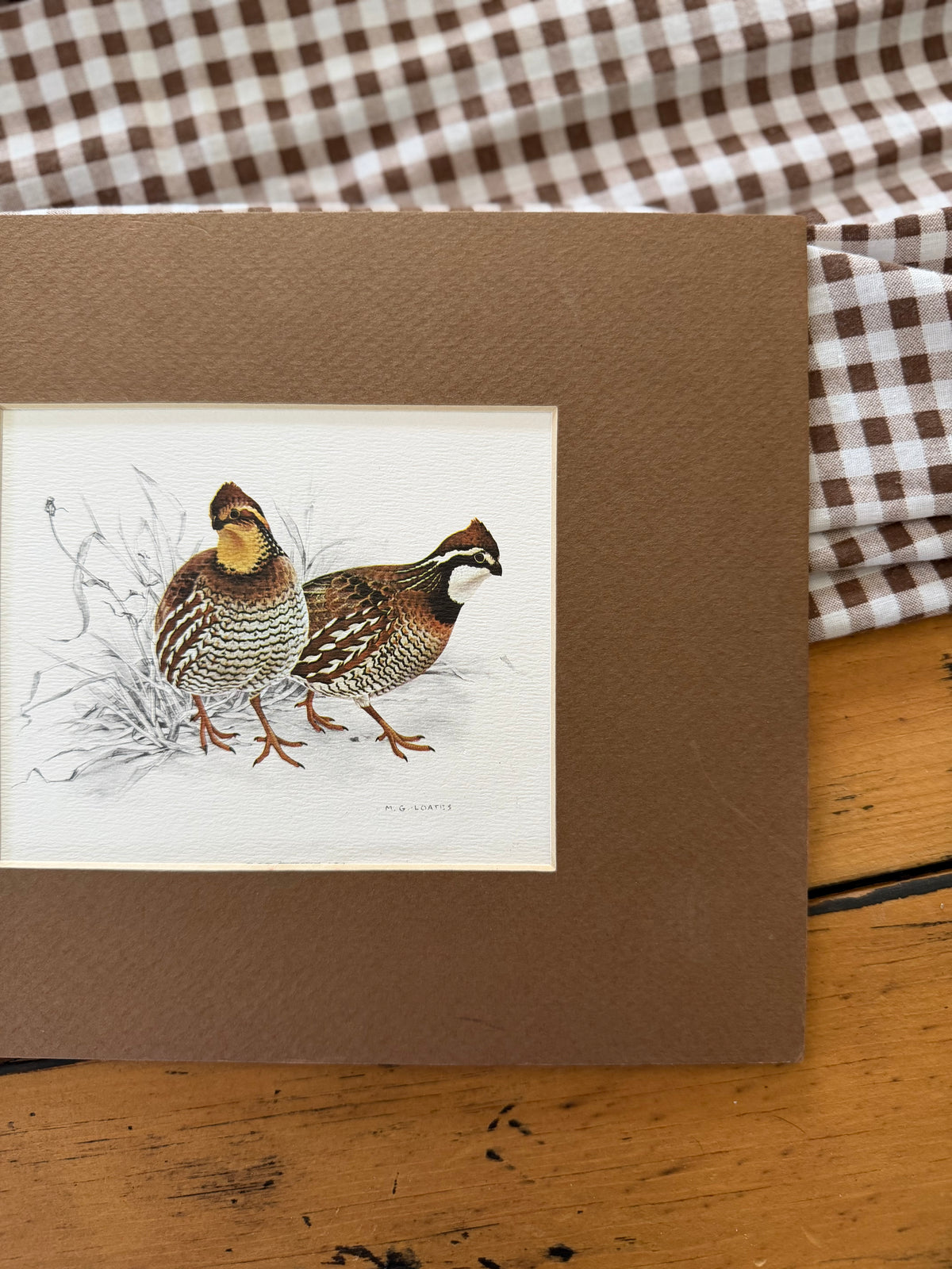 Quail Art Print with Brown Matting by Glen Loates